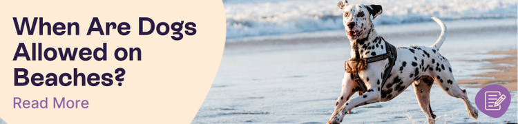 When are Dogs Allowed on the Beach Header