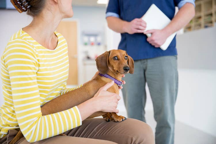 A minature dacshund sitting on their owners lap while waiting for the vet to come out with their clipboard