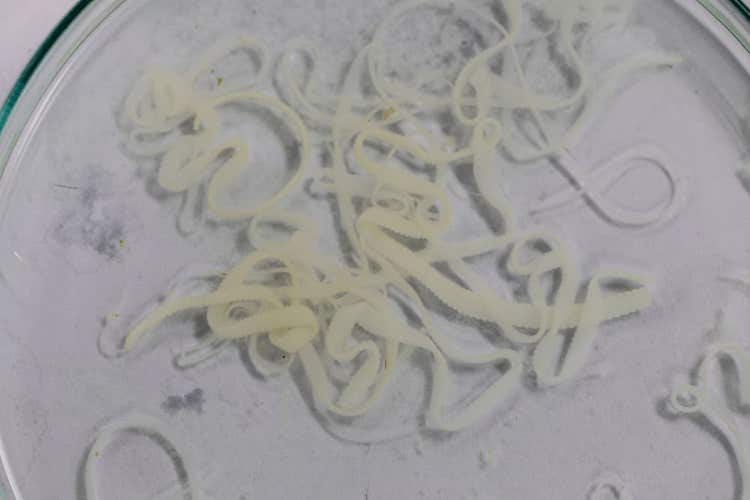A close up photograph of tapeworms in a petri dish