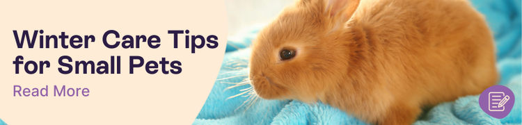 Winter tips for small pets header