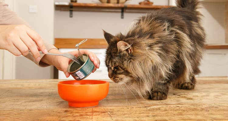 A brown maine choon cat sniffing an orange bowl while their owner dishes up their wet cat food with a fork.