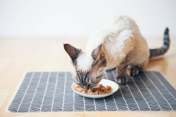 Cat enjoying wet cat food