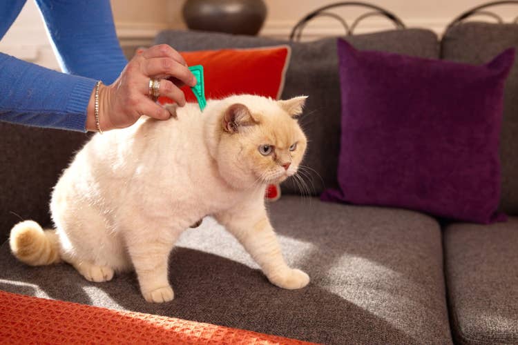 A cream and white cat being treated with a green pipette of Frotnline while on the sofa with their owner
