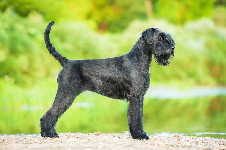 A majestic, all-black Giant Schnauzer (not docked)