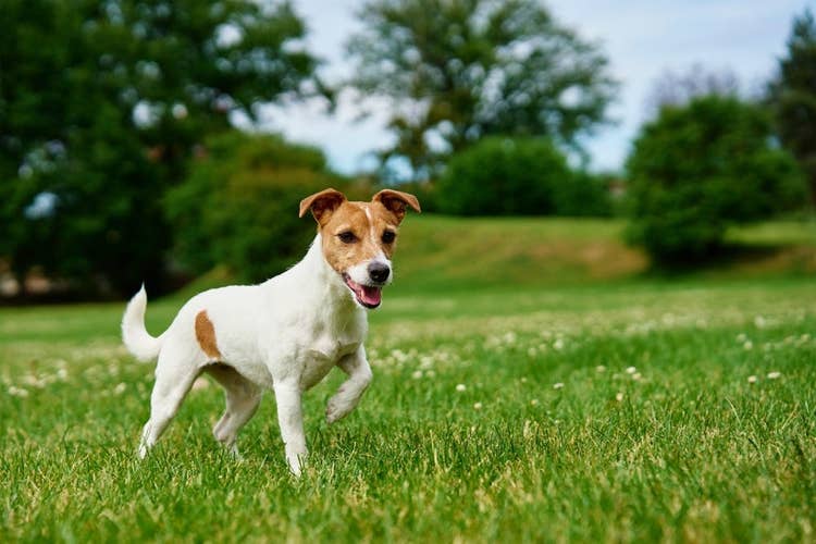 A happy Jack Russel Terrier in a field