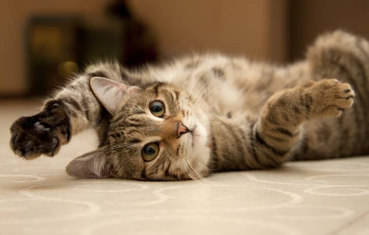 A content tabby cat lying on her back in the kithen ad showing her belly playfully.