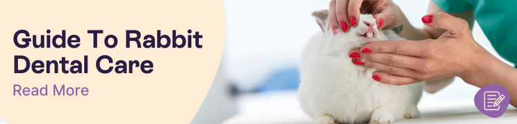 Rabbit Dental Care Guide