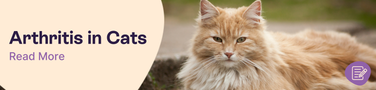 Can Cats Get Arthritis Header