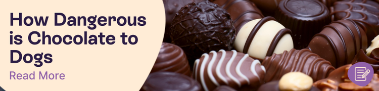 A display of chocolate-box chocolate with overlay text that reads "how Dangerous is Chocolate to dogs?"