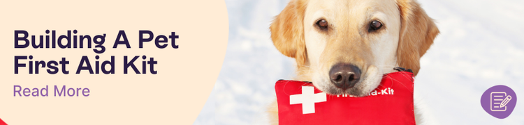 What to Have in a Pet First Aid Kit
