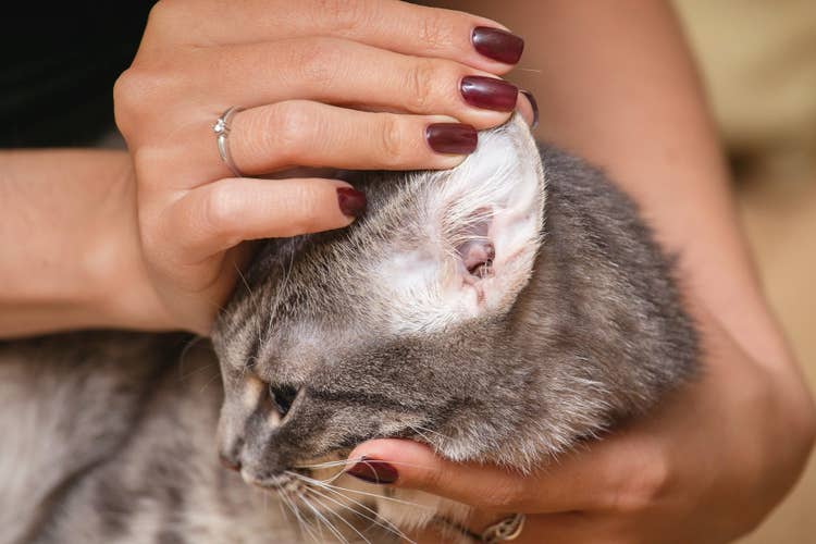 A female owner with brown nails checking the inside of a grey cat's healthy ears - they are clean, pale-pink, and clear of debris.