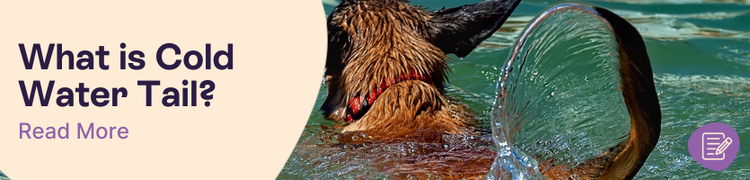 What is cold water tail in dogs header