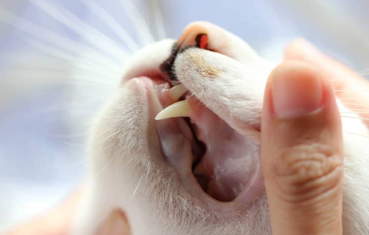A close up, sideways veiw of an owner gently using their thumbs to reveal their cat's healthy canines.