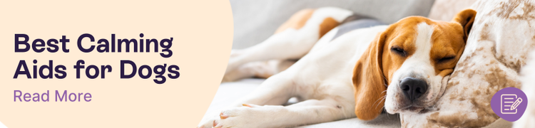 The best calmers for dogs header