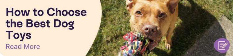 How to choose the best dog toys header