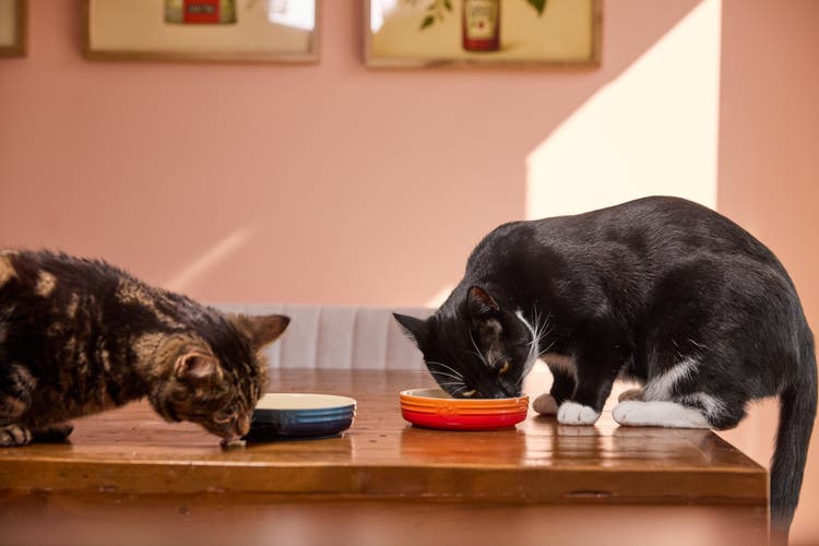 A tabby cat eating from a blue bowl on a dining table while an adjacent black and white cat eats from an orange bowl