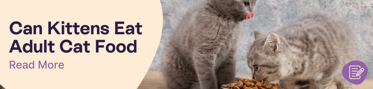 Two grey kittens eating cat kibble withoverlay text that reads "Can kittens eat adult cat food"