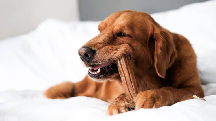 A red golden retreiver chesing on a long-lasting dog chew on a white bedspread