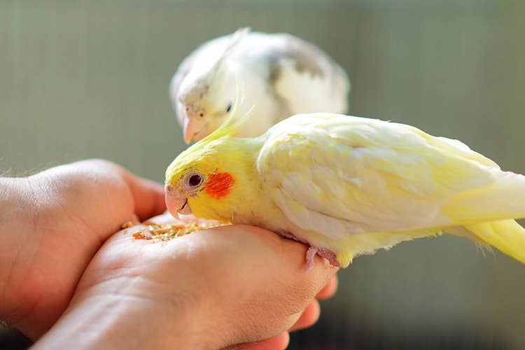 An owner with their yellow and white cockatiels perched on their hand eating seeds from their palm.