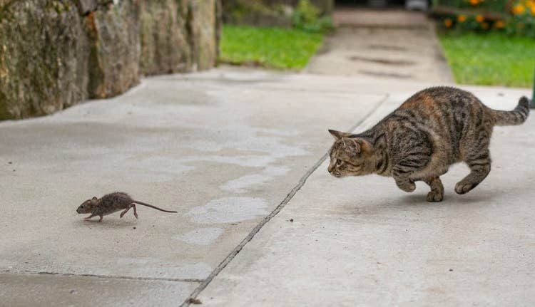 A tabby cat chasing after a mouse outside on the patio