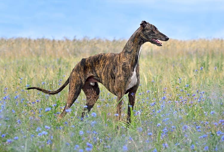 A Greyhound in a field of flowers
