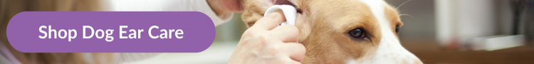 A tan and white beagle having their ears cleaned by a vet with overlay text that reads &#34;Shop Dog Ear Care&#34;