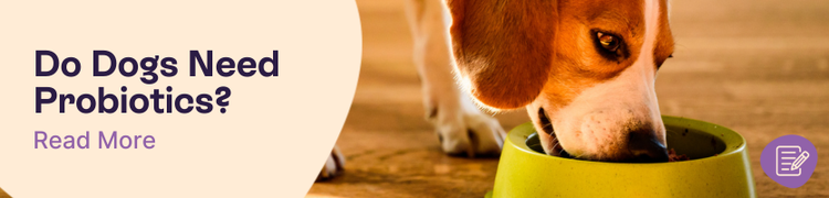 Probiotics for Dogs Header Image