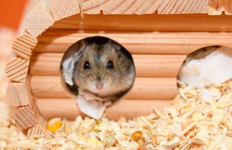 A brown russian dwarf hamster poking its nose out from a wooden hamster house full of paper bedding.