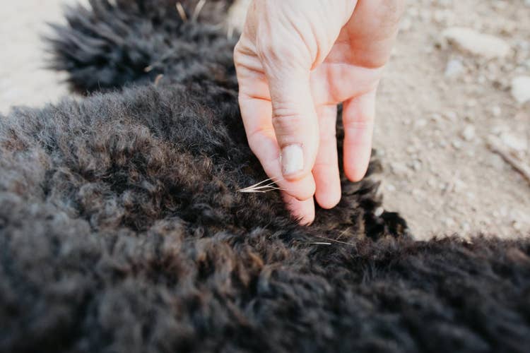 A close up of an owner pulling a grass seed out o their black poodle's fur