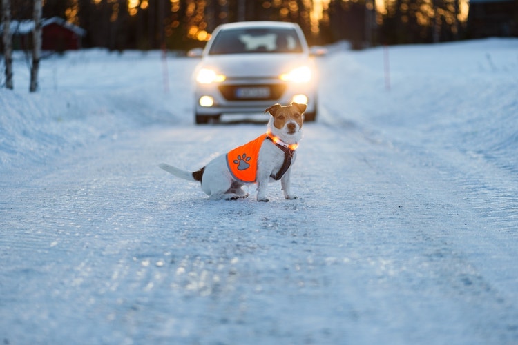 A Jack Russell sitting in a snowy road wearing a hi-vis vest and light up collar while a car draws close behind