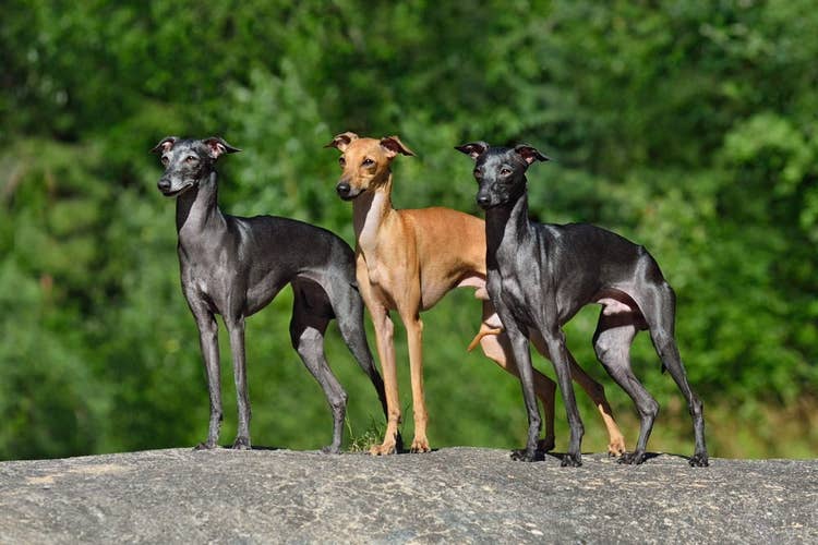 Three different coloured, smooth-coated Whippets standing side by side on a rock