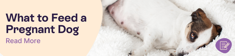 What to feed a pregnant dog | Pregnant dog lying on a bed