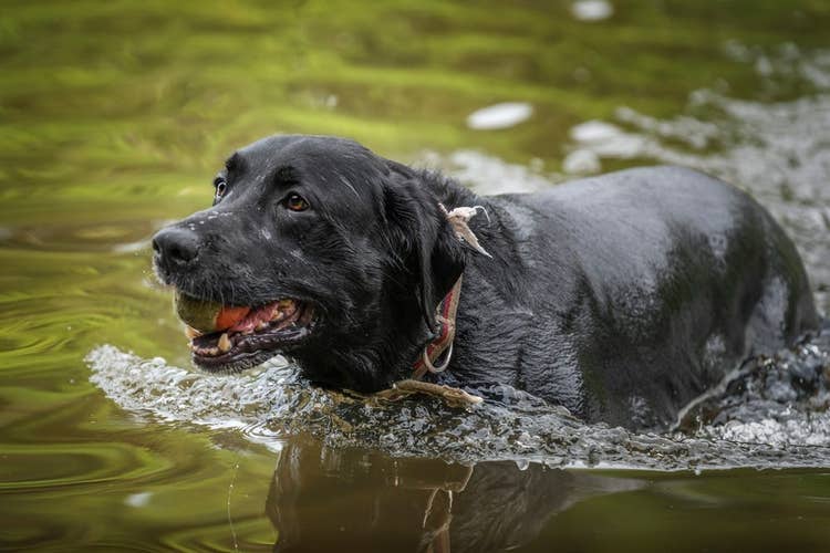 Black Labrador with a ball in its mouth swimming in a shallow lake