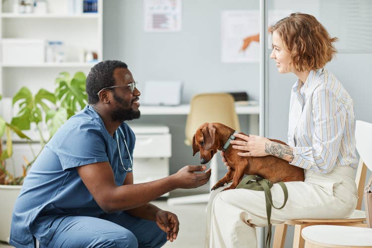 A mini dacshund on a female owner's lap while a crouched down vet talks to her