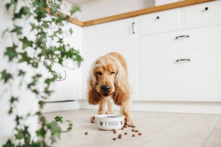 A medium-breed (American Cocker Spaniel) dog eating food out of a ceramic dog bowl marked "Food"