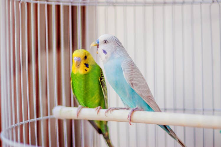 A yellow and green parakeet perched beside a blue and white parakeet in their enlosure.