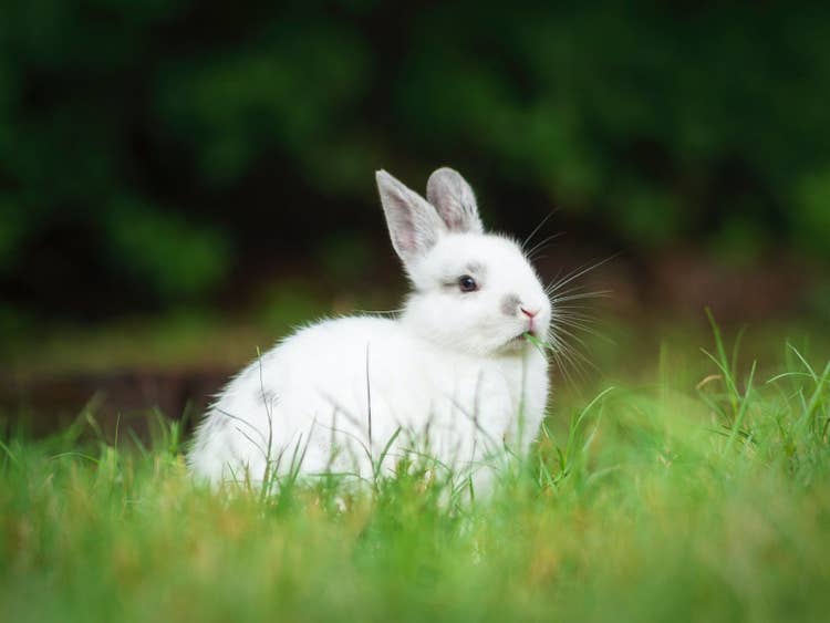 A white dwarf rabbit with a mouth full of grass sitting on a fresh garden lawn.