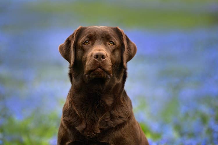A chocolate labrador sitting for the camera in a field of out of focus blue flowers