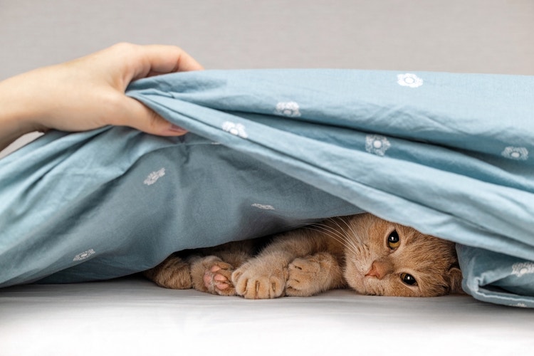 Owner lifting a blue duvet to reveal a ginger cat sleeping underneath