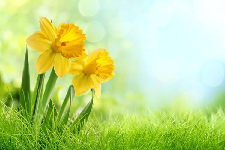 A close up shot of daffodils growing in a field bathed in a sunbeam