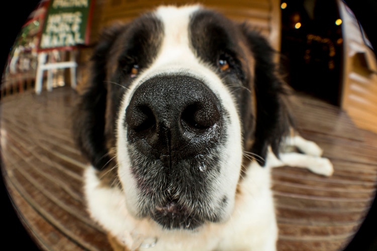 A close-up, fish-eye lens photograph of a St Bernard with clear discharge dripping from their nose