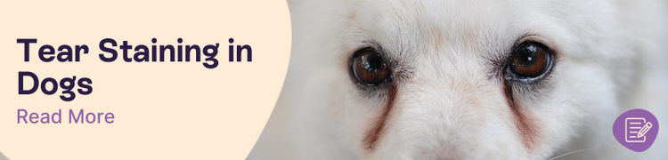 Dog Tear Stains: Causes & Treatment