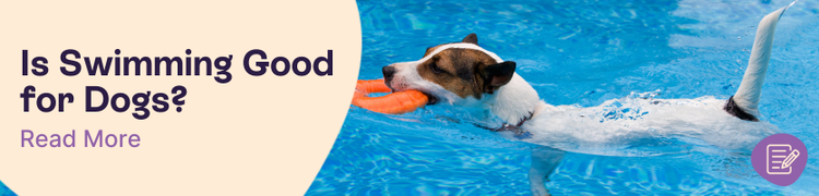 Is Swimming Good for Dogs Header