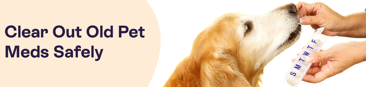golden retriever taking medicine