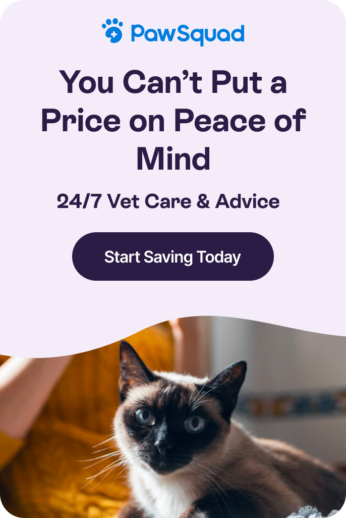You can&#39;t put a price on peace of mind - 24/7 vet car &amp; advice